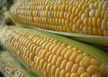 Con un nuevo OGM de Monsanto, se afirma la era de los maíces recontra súper apilados