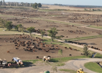 En la ganadería moderna, hasta los feedlot cambian de manos
