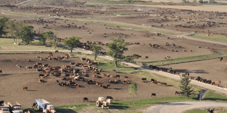 En la ganadería moderna, hasta los feedlot cambian de manos