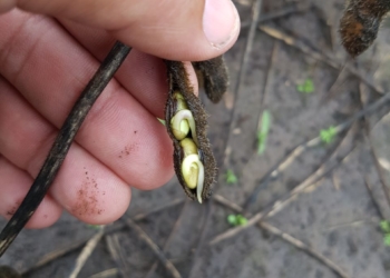 El Hot Sale del agro: Se esperan fuertes descuentos por la baja calidad de la soja