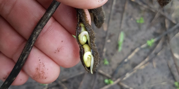 El Hot Sale del agro: Se esperan fuertes descuentos por la baja calidad de la soja