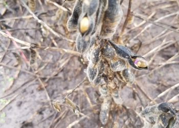 Por culpa del clima, la cosecha volvió a “cachichién” millones de toneladas
