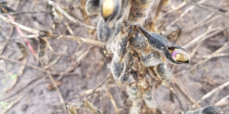 Por culpa del clima, la cosecha volvió a “cachichién” millones de toneladas