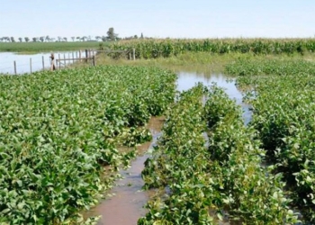 Soja: una cosecha pasada por agua