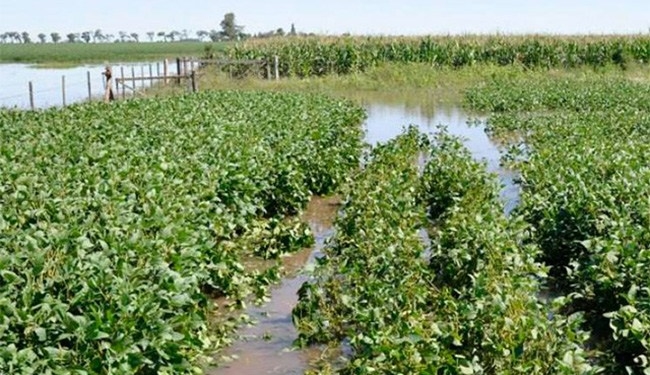 Soja: una cosecha pasada por agua