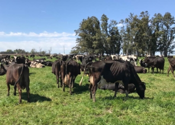 Una noticia que va contra la corriente: ¡Abrió un nuevo tambo!
