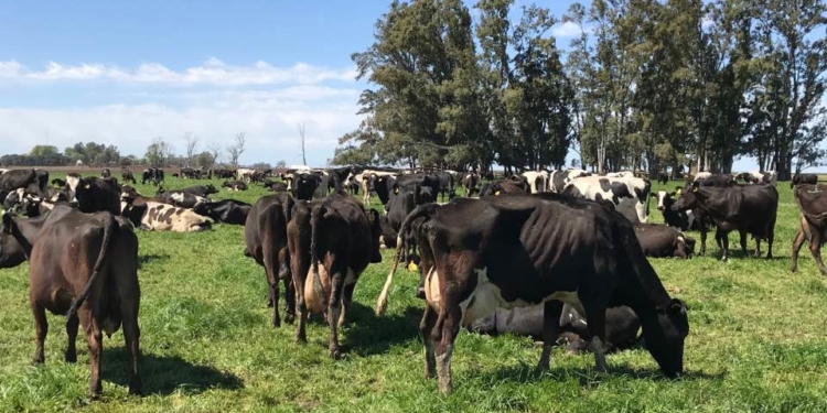 Una noticia que va contra la corriente: ¡Abrió un nuevo tambo!
