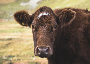 La devaluación y el clima le cambian la cara al mercado ganadero