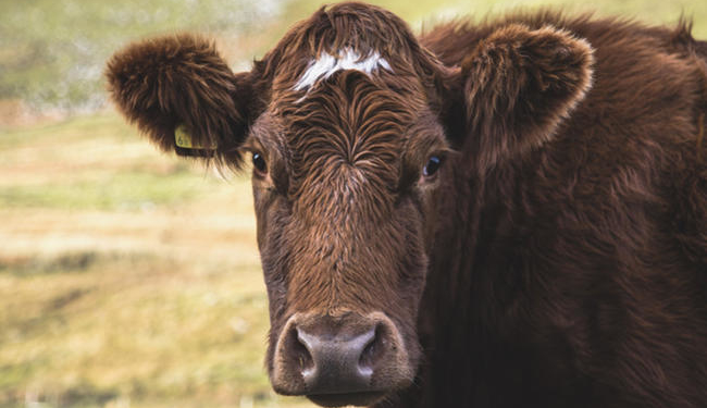 La devaluación y el clima le cambian la cara al mercado ganadero