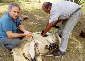 Sabores y Saberes: Carne a la olla saborizada con deshidratados