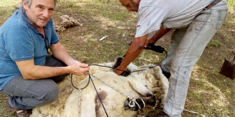 Sabores y Saberes: Carne a la olla saborizada con deshidratados