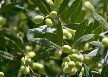 Olivícolas: El costo de la tarifa eléctrica pasó de 300 a 850 dólares por hectárea por año