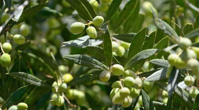 Olivícolas: El costo de la tarifa eléctrica pasó de 300 a 850 dólares por hectárea por año