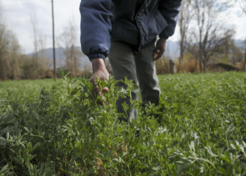 La Argentina ya tiene su primera alfalfa transgénica. Y es “legal”