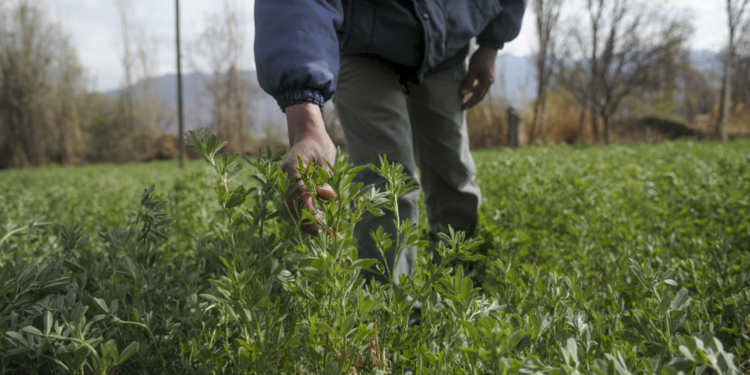 La Argentina ya tiene su primera alfalfa transgénica. Y es “legal”