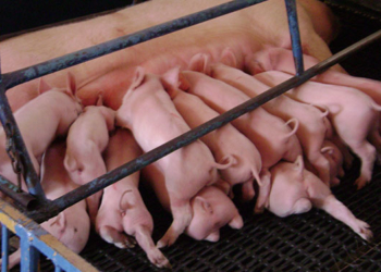 Los productores de cerdos dicen que pierden hasta 5 pesos por cada kilo de carne