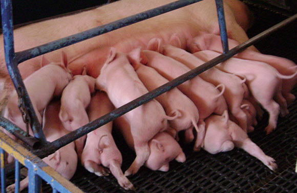 Los productores de cerdos dicen que pierden hasta 5 pesos por cada kilo de carne