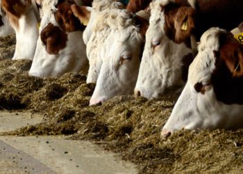 “Raciones de autor”: Las vacas ya disfrutan de platos con firma