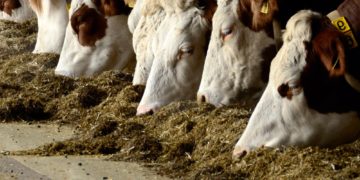 “Raciones de autor”: Las vacas ya disfrutan de platos con firma