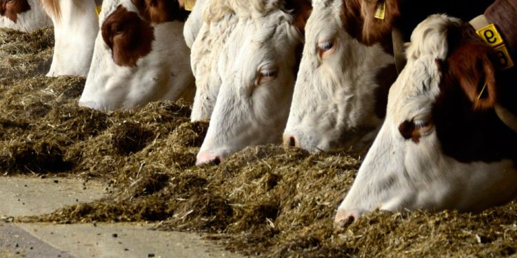 “Raciones de autor”: Las vacas ya disfrutan de platos con firma