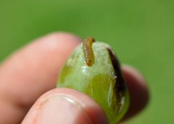 Lobesia: La privatización de una lucha sanitaria y una ley apolillada