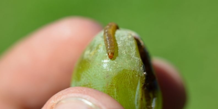 Lobesia: La privatización de una lucha sanitaria y una ley apolillada