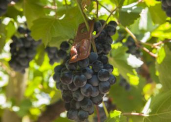 En tiempo récord, salió la ley que impone a los productores los costos de una campaña sanitaria