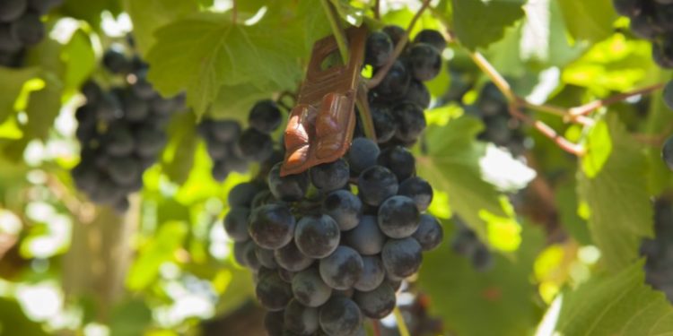 En tiempo récord, salió la ley que impone a los productores los costos de una campaña sanitaria