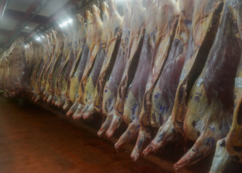 A este ritmo, se podrían exportar 440 mil toneladas de carne vacuna