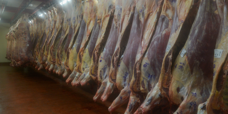 A este ritmo, se podrían exportar 440 mil toneladas de carne vacuna