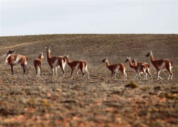 Guanaco: De plaga patagónica a carne exótica que quiere abrirse camino