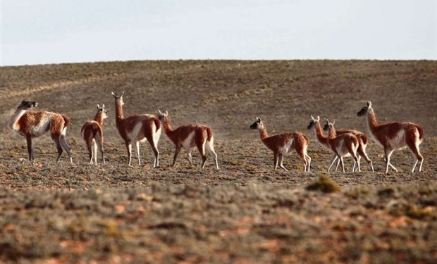 Guanaco: De plaga patagónica a carne exótica que quiere abrirse camino