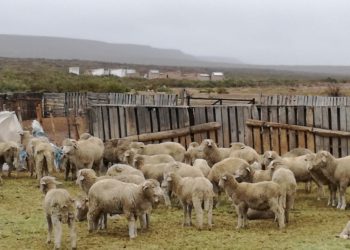 Una radiografía actualizada del ovino, según Juan Goya