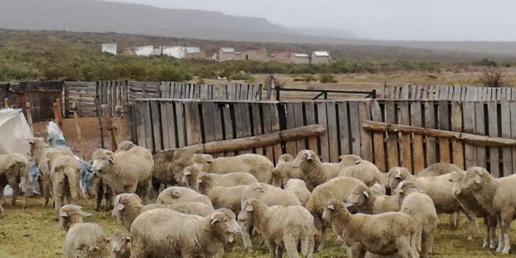 Una radiografía actualizada del ovino, según Juan Goya