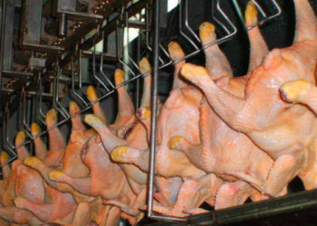 Todos los indicadores en rojo en la víspera del día de la avicultura