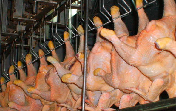 Todos los indicadores en rojo en la víspera del día de la avicultura