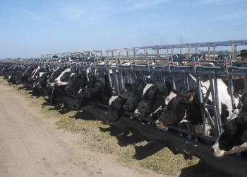 Iba a ser el tambo más moderno del país, pero la crisis lechera lo cruzó a mitad de camino