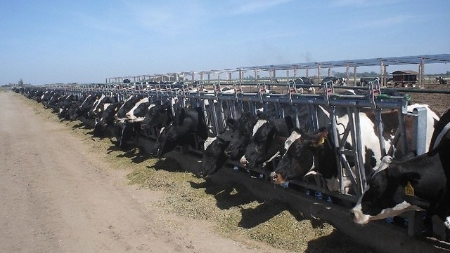 Iba a ser el tambo más moderno del país, pero la crisis lechera lo cruzó a mitad de camino