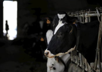 Mientras pasan las reuniones, el último año cerraron otros 450 tambos en la Argentina