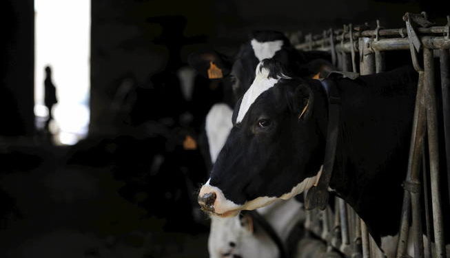 Mientras pasan las reuniones, el último año cerraron otros 450 tambos en la Argentina