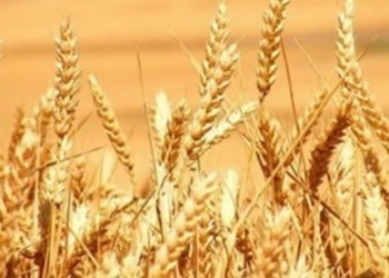 Quien se quema con leche… anticipa las ventas de trigo