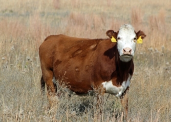 Parece que a la ganadería le estaría llegando su segundo semestre