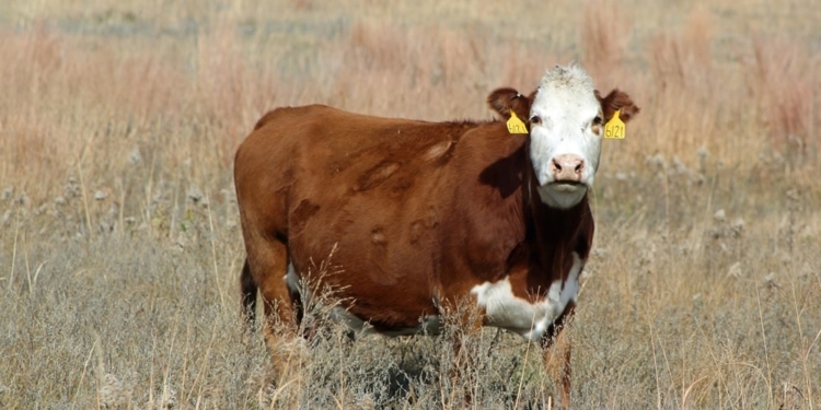 Parece que a la ganadería le estaría llegando su segundo semestre