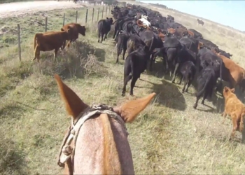Mejoró el clima y los ganaderos reducen el envío de vacas al matadero