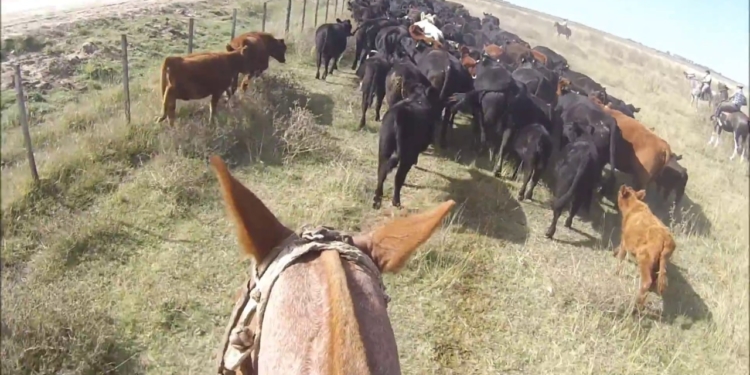 Mejoró el clima y los ganaderos reducen el envío de vacas al matadero