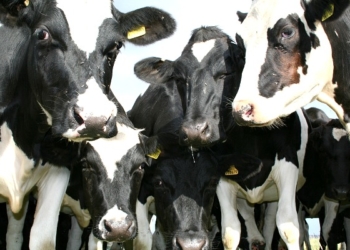 Según el OCLA, la lechería todavía respira y crece 9,4% la producción