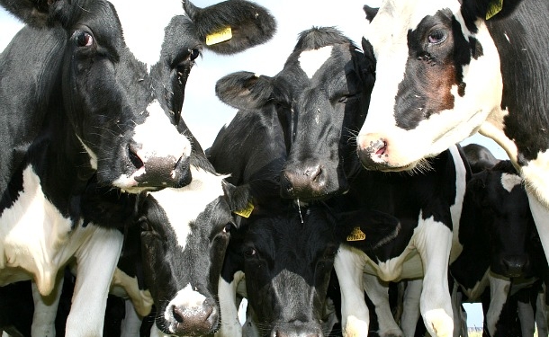 Según el OCLA, la lechería todavía respira y crece 9,4% la producción