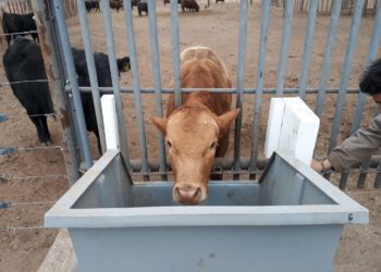 Comederos inteligentes: lo último en ganadería de precisión