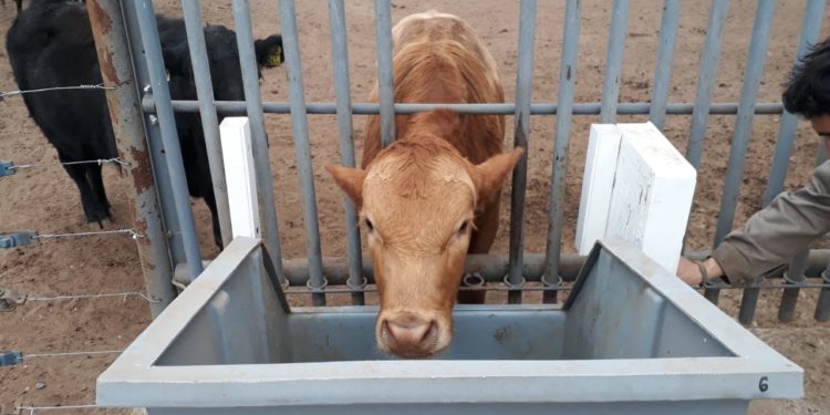 Comederos inteligentes: lo último en ganadería de precisión