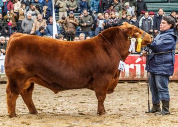 Jorge Sedelli: “Más del 50% del rodeo argentino es AnGus”